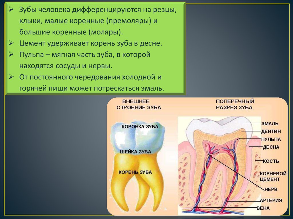 Коренные зубы нервы