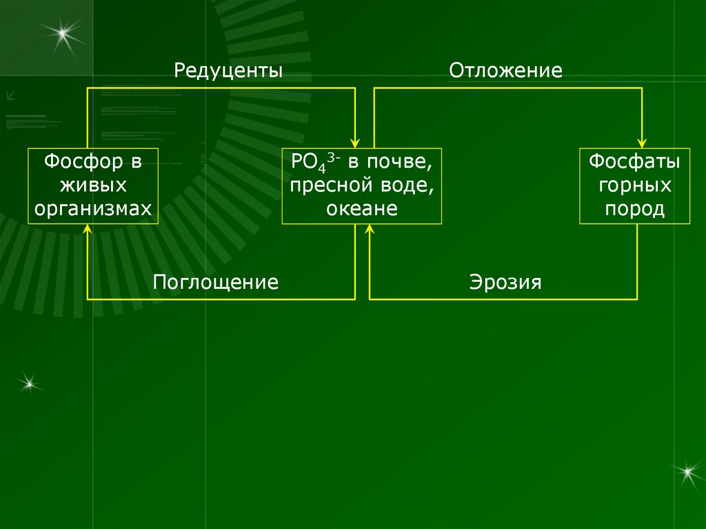 Презентация общая экология