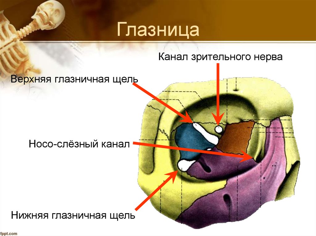 Строение глазницы кости. Носослезный канал анатомия череп. Верхняя глазничная щель (fissura orbitalis Superior). Строение глазницы черепа анатомия. Латеральная стенка глазницы образована.