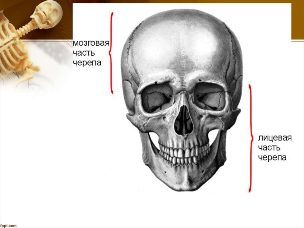 Мозговая лицевая часть черепа. Лицевая часть черепа. Опорно двигательная система человека череп. Череп относится к опорно двигательной системе. Череп опорные кости.