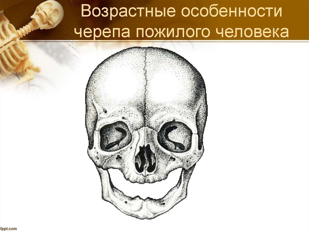 Возрастные особенности черепа. Возрастные особенности черепа человека. Возрастные особенности черепа пожилого человека. Возрастные особенности черепа Стариков.