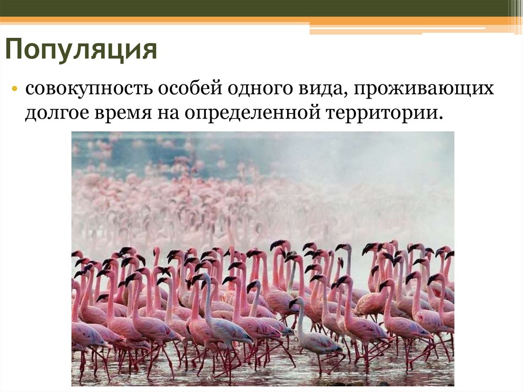 Совокупность особей. Популяция это совокупность особей одного вида. Особи одного вида и популяции. Популяции одного вида живут. Совокупность особей одного вида на определенной территории.