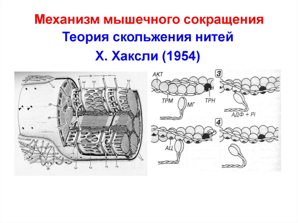 Механизмы мышц. Механизм мышечного сокращения теория скольжения. Храповой механизм сокращения мышцы. Механизм скольжения нитей для мышечного сокращения. Механизм мышечного сокращения Хаксли.