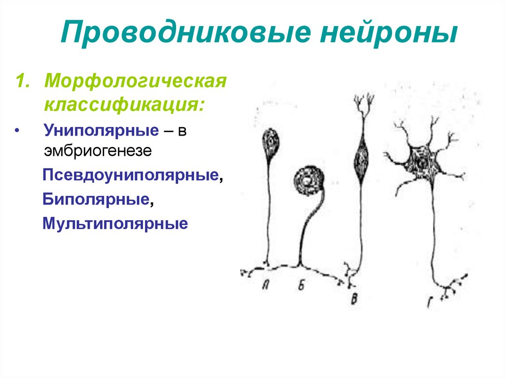 Проводниковые нейроны
