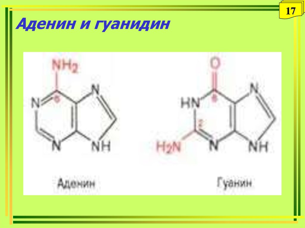 Аденин соответствует. Гуанозин в гуанин. Аденин строение. Аденин структурная формула. Аденин гуанидин.