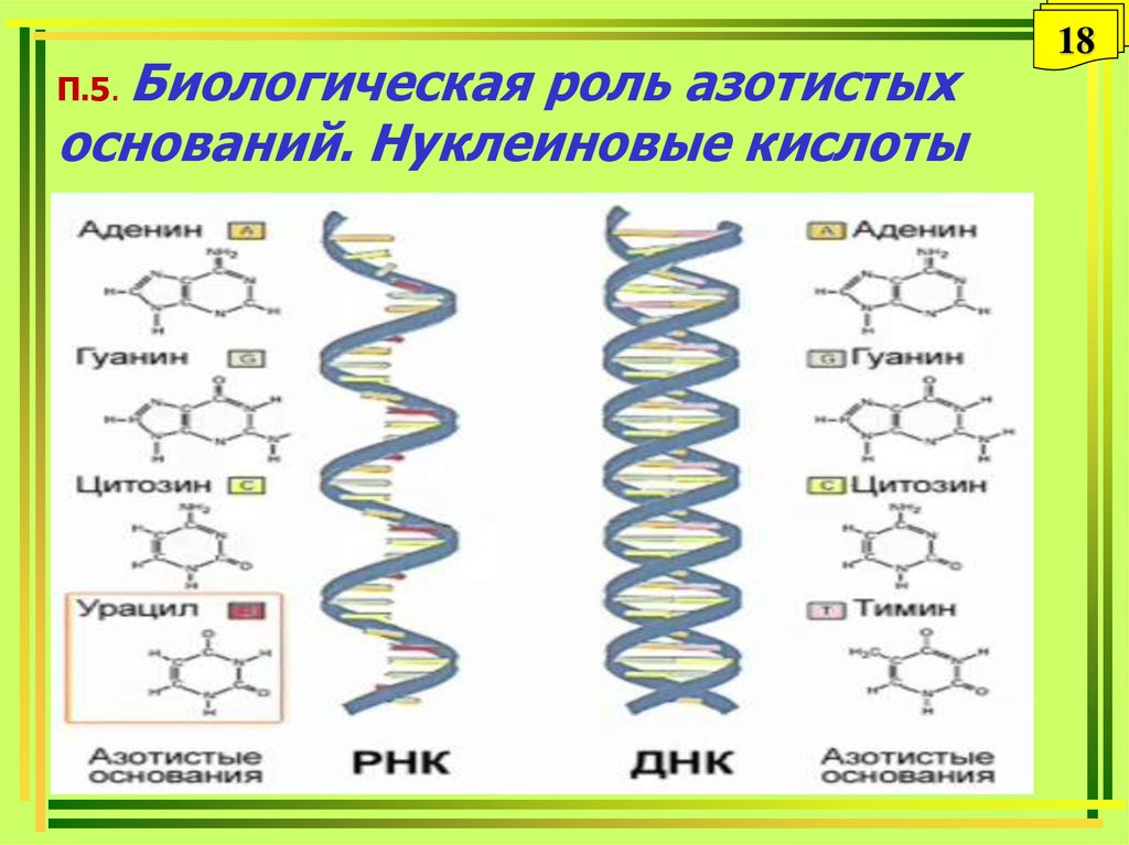 Нуклеиновые кислоты просто. Биологическая роль нуклеиновых кислот. Строение и биологическая роль нуклеиновых кислот. Биологическая роль азотистых оснований. Нуклеиновые кислоты биология.