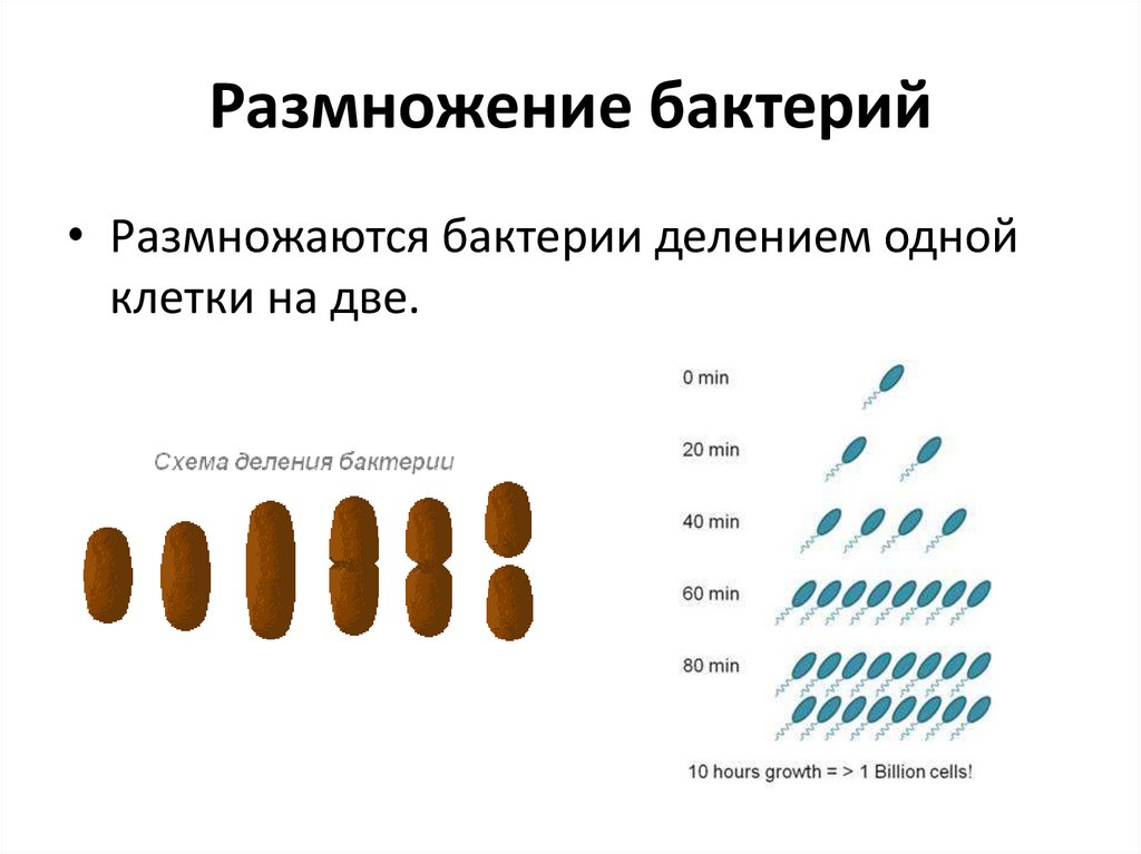 Размножение бактерий происходит по определенному плану