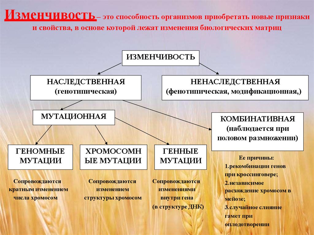 Какие факторы влияют на изменчивость зерновых культур