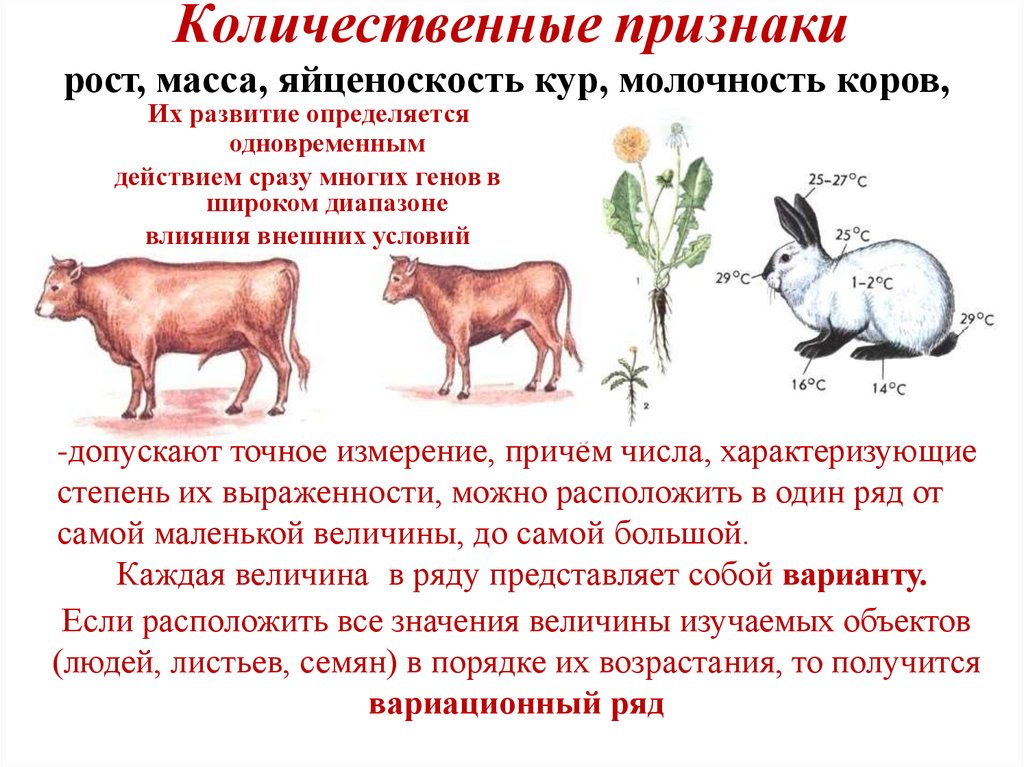 Изменчивость признаков. Количественные признаки. Количественные признаки животных. Качественные и количественные признаки. Количественные признаки биология.