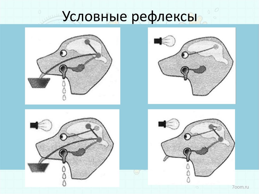 Схема выработки условного рефлекса по павлову