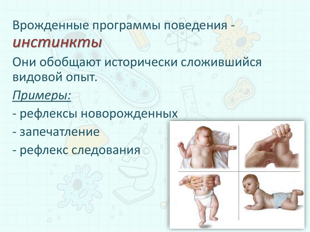 Врожденные рефлексы новорожденных. Рефлексы новорожденных. Безусловные рефлексы и их изменения. Формирование условно-рефлекторной деятельности ребенка. ОКУЛОГАСТРАЛЬНЫЙ рефлекс проявляется.