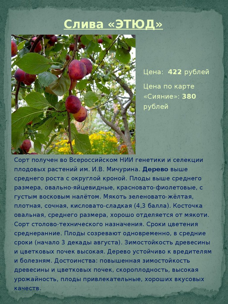 Слива этюд описание сорта. Слива Этюд. Сообщение о сливе. Слива Этюд описание. Слива описание растения.