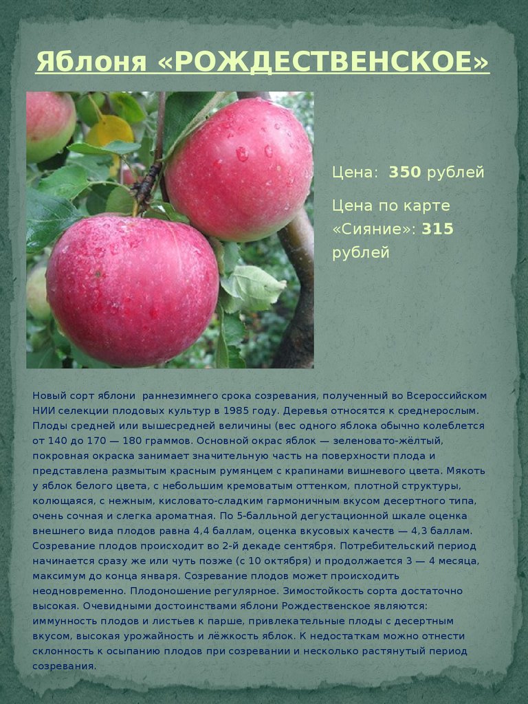 Сорт яблок подарок графскому фото и описание