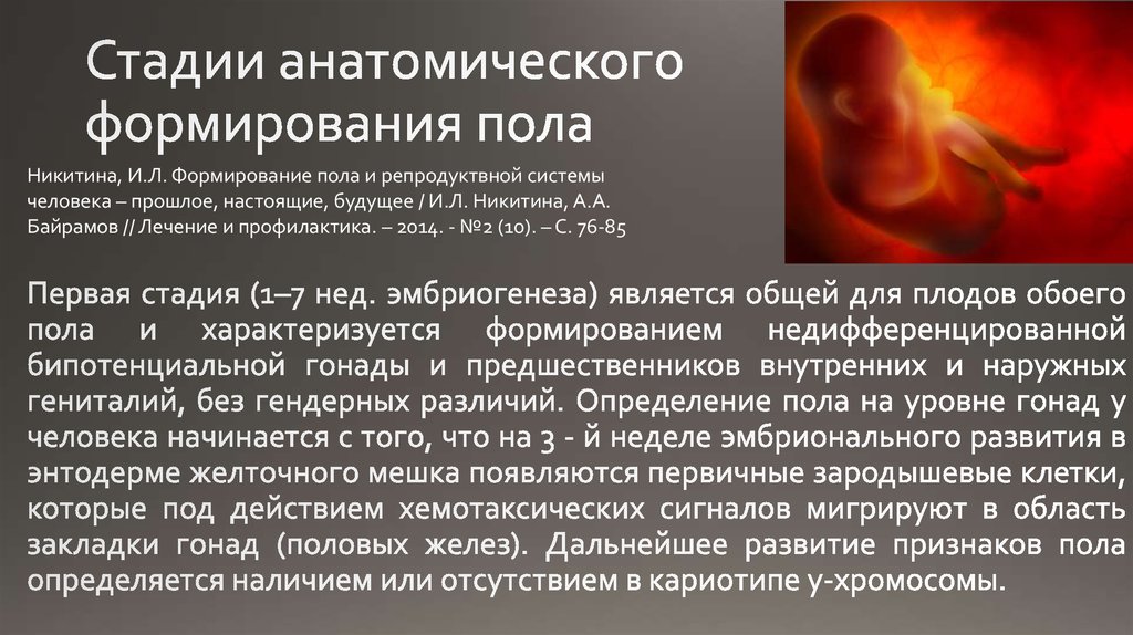 Стадии анатомического формирования пола