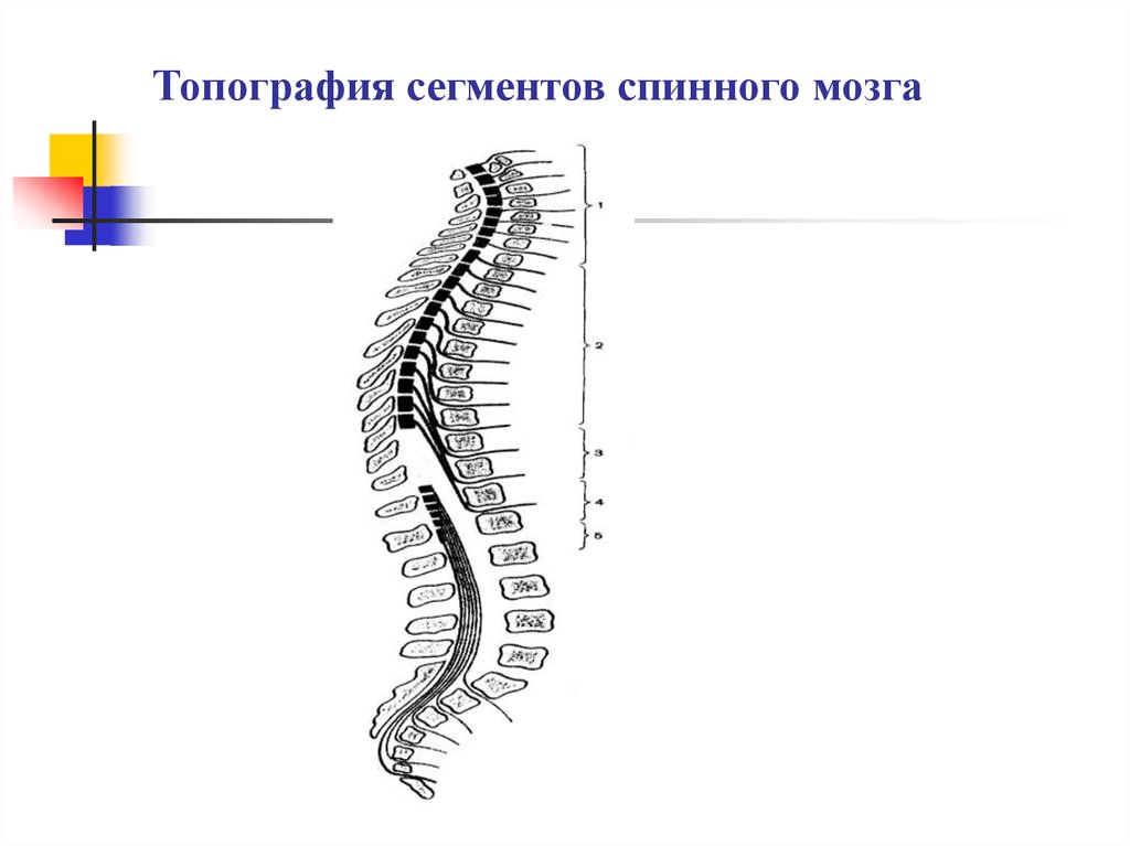 Сегменты спинного мозга. Топография спинного мозга. Иомография сегментов спинного мозга. Скелетотопия сегментов спинного мозга. Сегменты спинного мозга их топография.