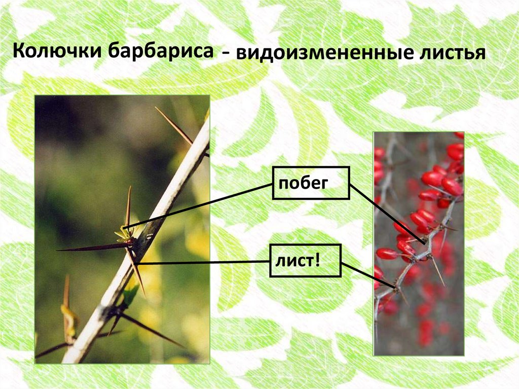 Органы барбариса и винограда обозначенные на рисунке вопросительным знаком