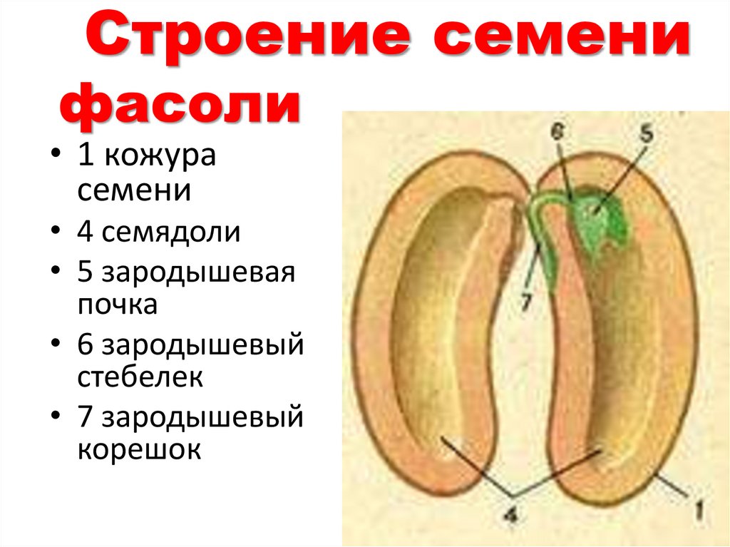 Состав семени фасоли в сформированном зародыше. Строение зародыша семени фасоли рисунок. Биология строение семени фасоли. Строение семени фасоли обыкновенной схема. Как устроено семя фасоли 6.