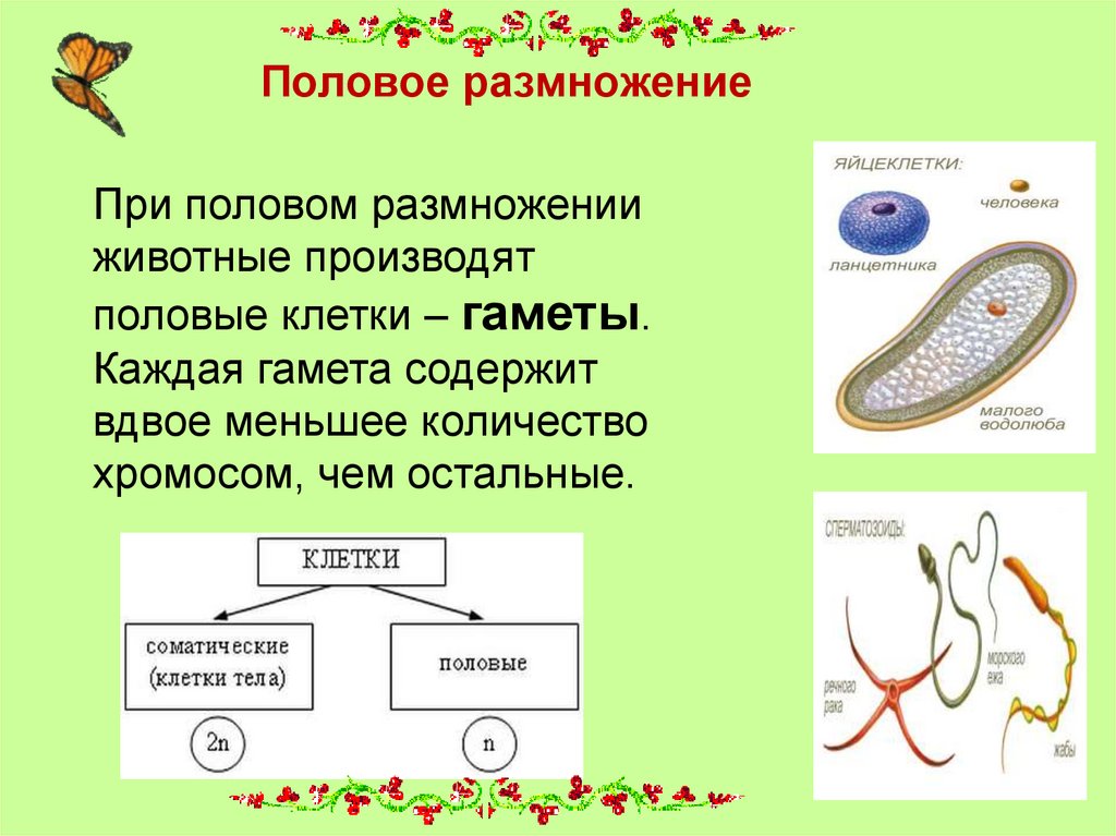 Особенности размножения человека 8 класс биология презентация