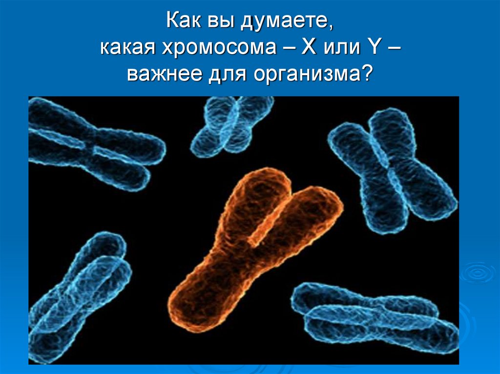 От каких хромосом зависит пол. Х И У хромосомы. Хромосома это в биологии. Генетика пола картинки для презентации. Содержит хромосому x или y.