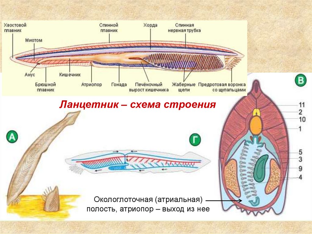 Сравнение ланцетника с рыбой