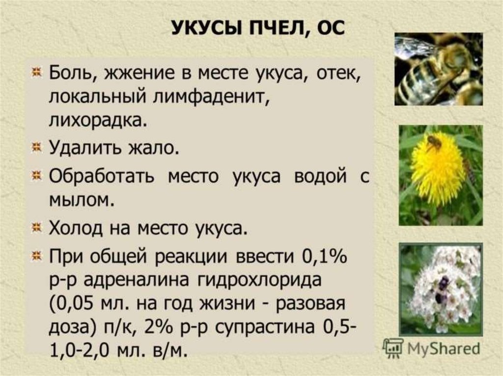 Схема укусов пчел