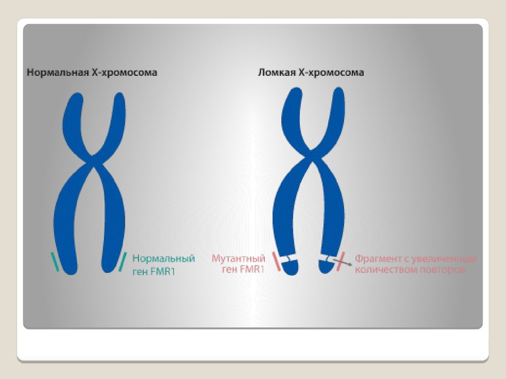 Особые хромосома. Ген fmr1. Одна хромосома. Икс и Игрек хромосомы.