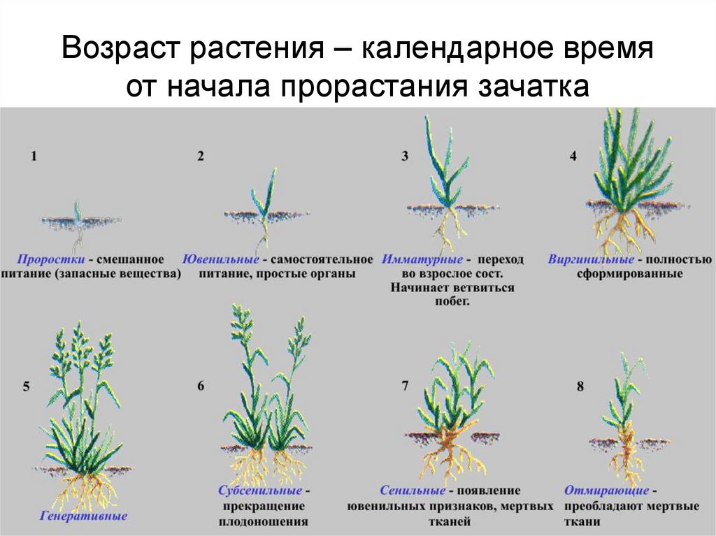 Генеративный цикл. Онтогенез растений. Возрастные состояния растений. Возрастные периоды растений. Возрастные стадии растений.