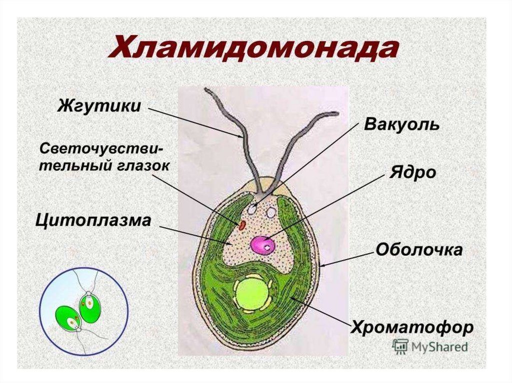 Хламидомонада фасоль обыкновенная овсяница рассмотрите изображение растений
