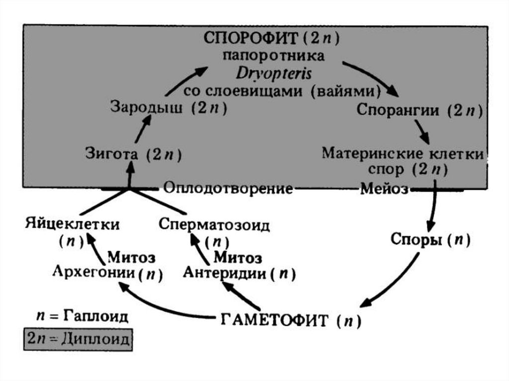 Исходная клетка спорофита. Жизненный цикл папоротника с набором хромосом. Жизненный цикл папоротника схема с набором хромосом. Размножение папоротника схема с набором хромосом. Жизненный цикл папоротника ЕГЭ.