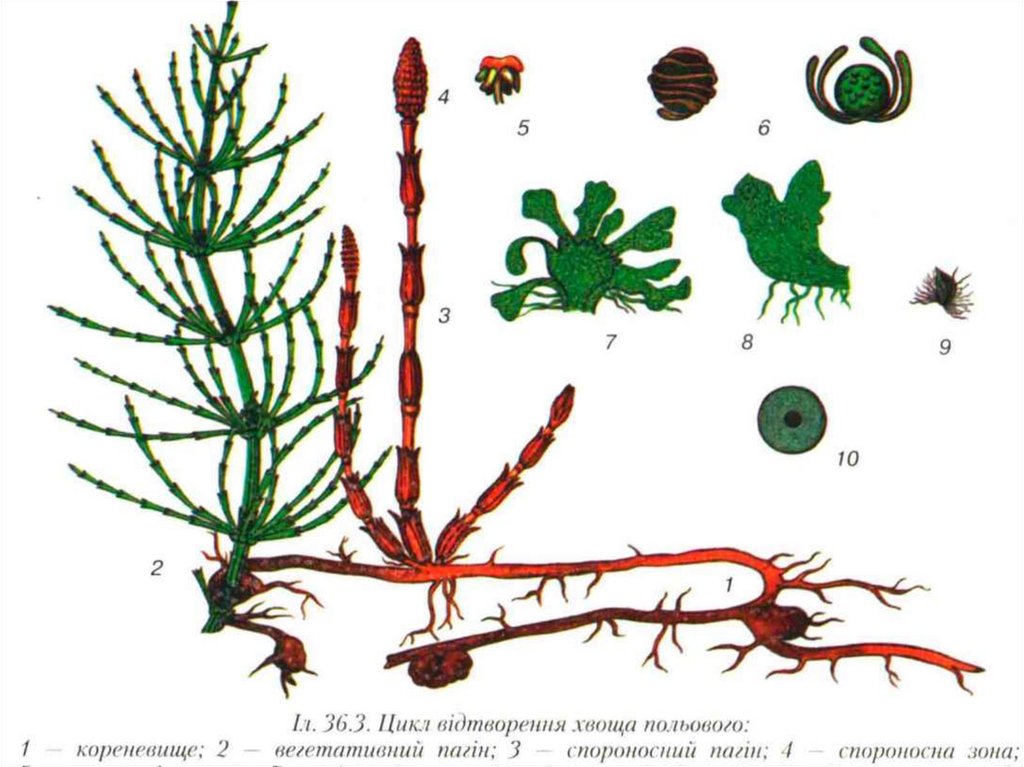 Хвощ зародыш. Цикл развития хвощевидных. Цикл развития хвоща схема. Цикл размножения хвощей. Цикл развития хвоща лесного.