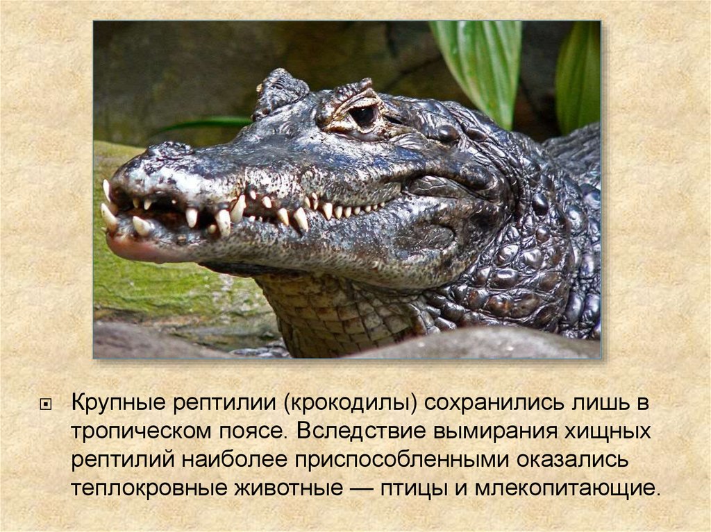 Крокодил это пресмыкающееся животное. Крокодилы теплокровные или холоднокровные. Крокодилы холоднокровные. Крупные рептилии. Рептилии крокодилы.