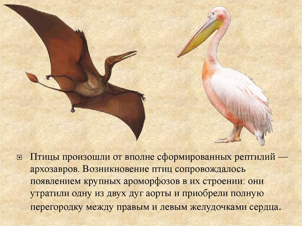 Укажите главные отличия птиц от пресмыкающихся. Происхождение птиц. Птицы произошли от рептилий. Эволюция птиц. Птицы произошли от древних.
