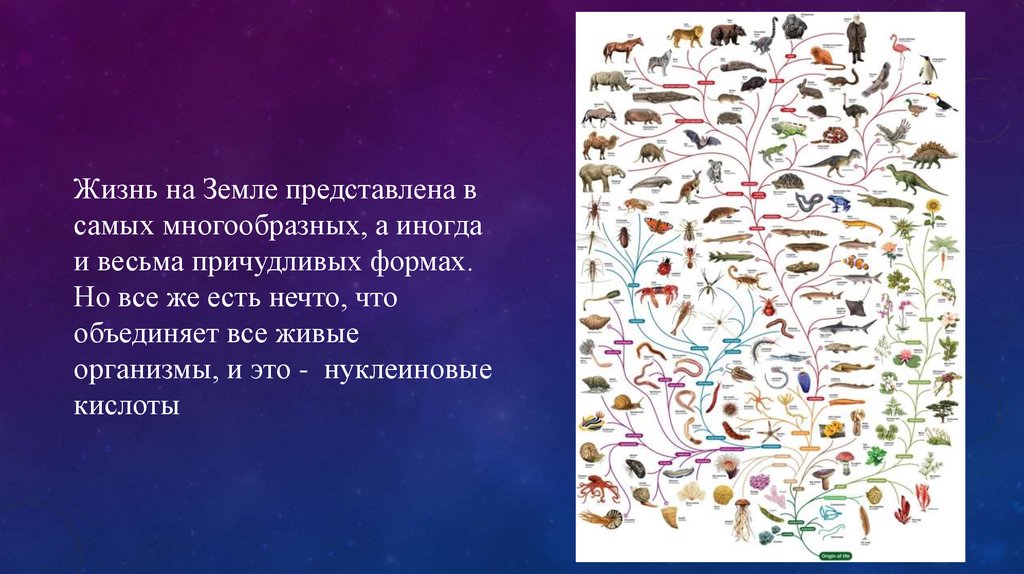 Рибонуклеиновая кислота - презентация онлайн