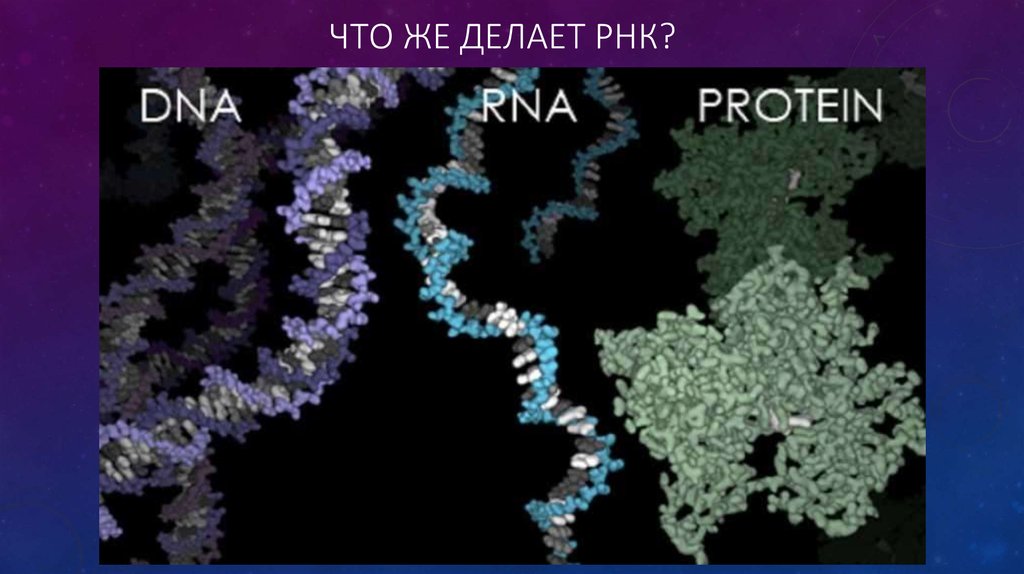 что же делает рнк?