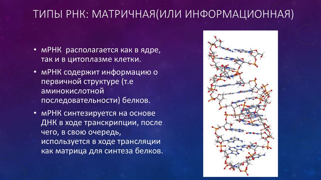 Где находится рнк. Информационная или матричная РНК. Рибонуклеиновая кислота. Виды РНК матричная. Образование информационной РНК по матрице ДНК.