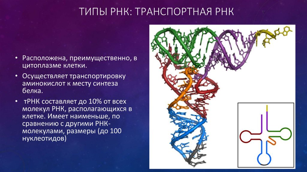 Где находится рнк. Транспортная РНК. Виды транспортной РНК. Типы ТРНК. ТРНК транспортирует аминокислоты.