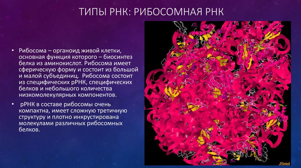 Рибосомы содержат рнк. Рибосомальная РНК. Рибосомная РНК функции. Виды рибосомальной РНК. Рибосомная РНК типы.