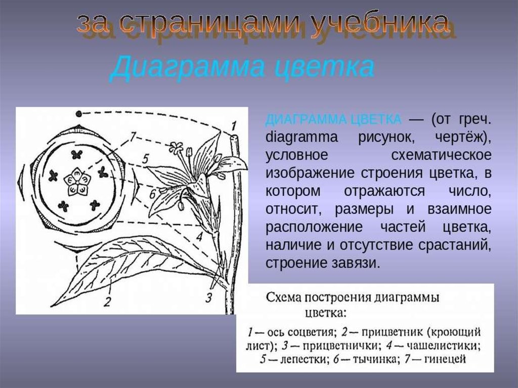 Диаграмма цветка хвойных растений. Диаграммы цветков семейств. Формула и диаграмма цветка. Диаграмма цветка цветка. Диаграмма цветка формула цветка.