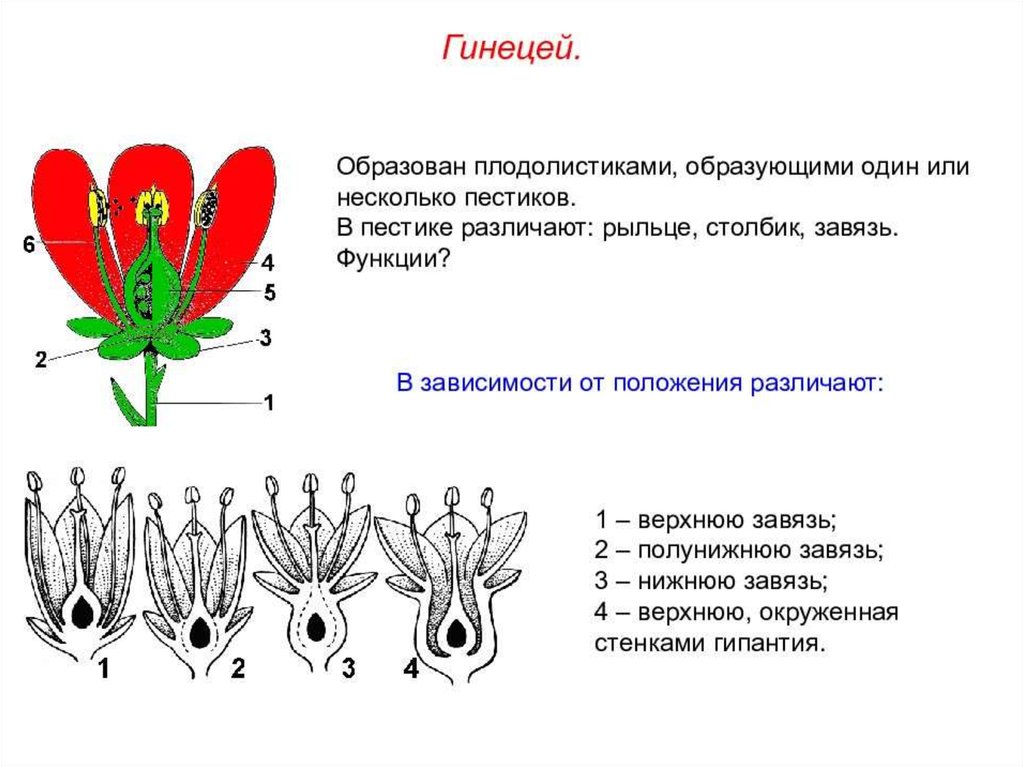 Диаграмма цветка астровых