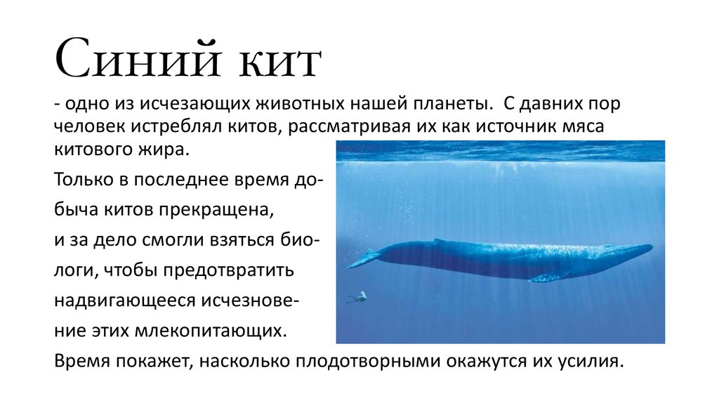 Где живет кит 1 класс ответ. Синий кит. Голубой кит блювал. Причины исчезновения синих китов. Интересные факты о китах.