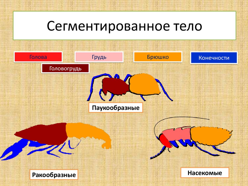 Ракообразные паукообразные насекомые конечности. Сегментированное тело. Сегментированное брюшко. Сегментация тела насекомых. Головогрудь и сирмпнтированое бшео.