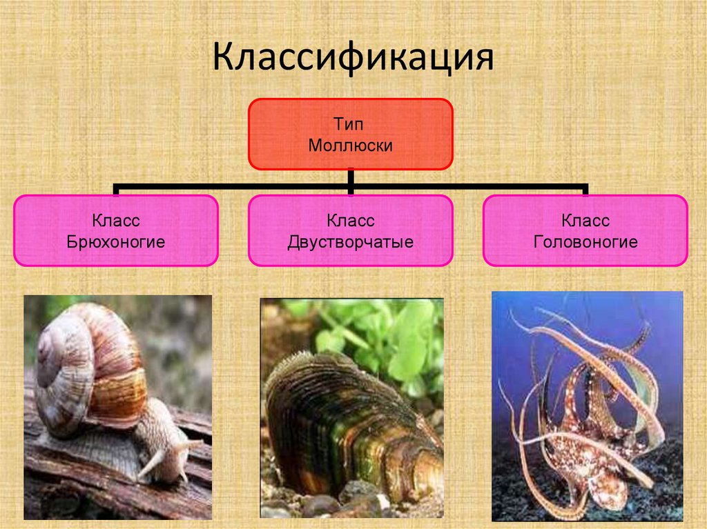 Презентация по зоологии