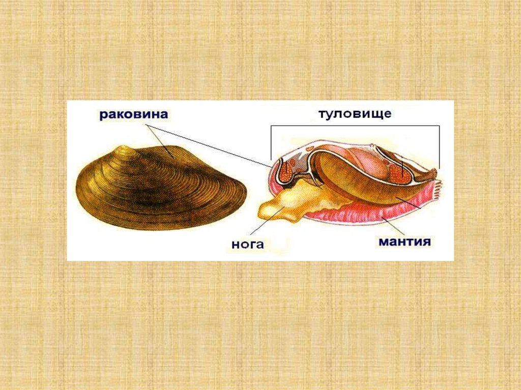 Игры по зоологии презентации