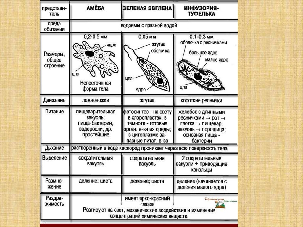 Рассмотри представленные на рисунке признаки растений