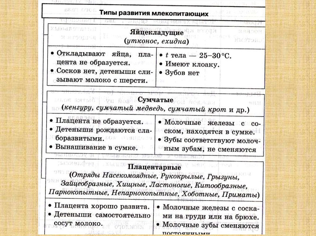 Тип развития 3. Типы развития млекопитающих. Таблица по биологии типы развития млекопитающих. Типы развития млекопитающих таблица. Основные отряды плацентарных млекопитающих.