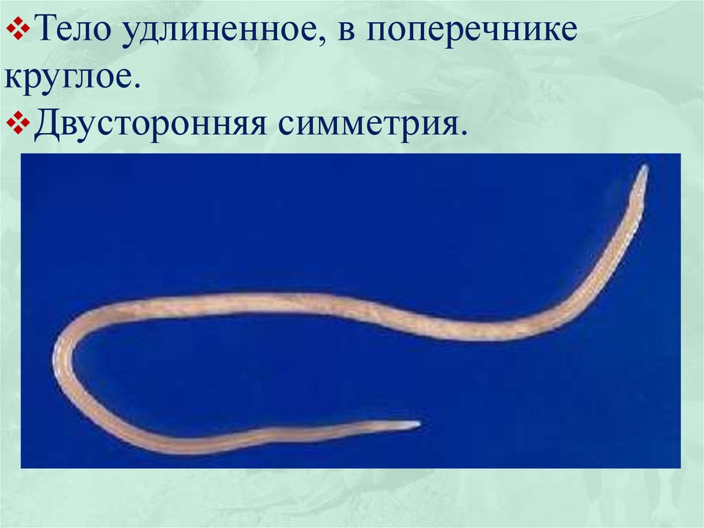 Дайте характеристику типа круглые черви. Форма тела круглых червей. Тип круглые черви нематоды. Симметрия круглого червя.