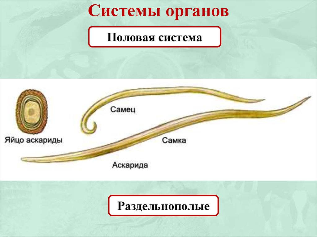 Какая система у круглых червей. Круглые черви строение 7 класс биология. Половая система круглых червей червей. Система размножения круглых червей. Тип круглые черви 7 класс биология половая система.