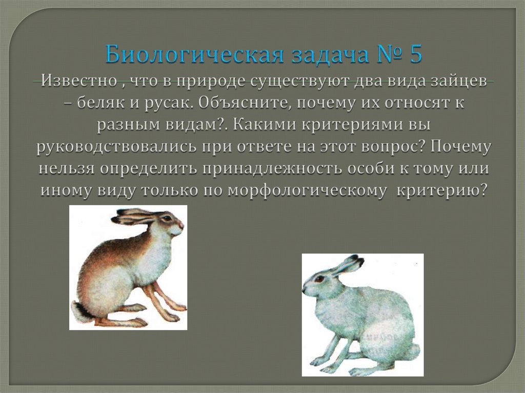 Черты сходства зайца беляка и зайца. Заяц Русак физиологический критерий. Заяц Беляк морфологический критерий.