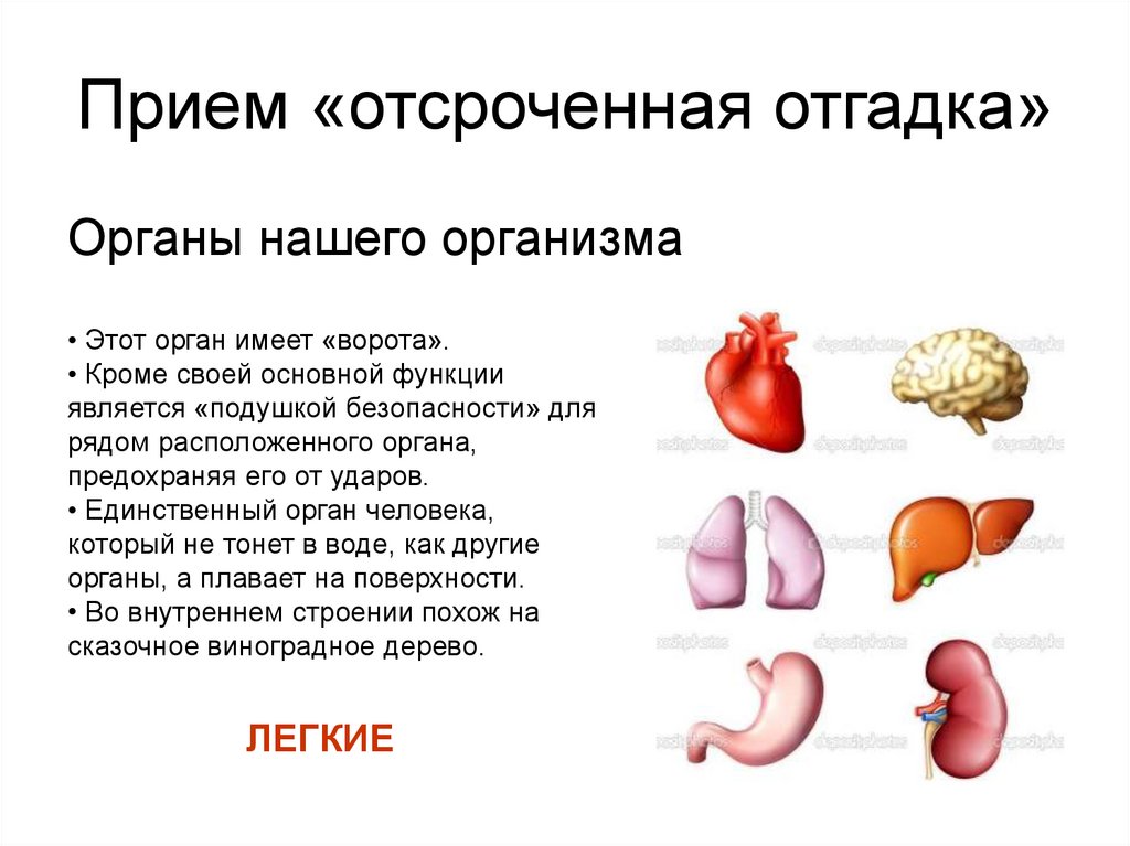 Основная структурная единица организма