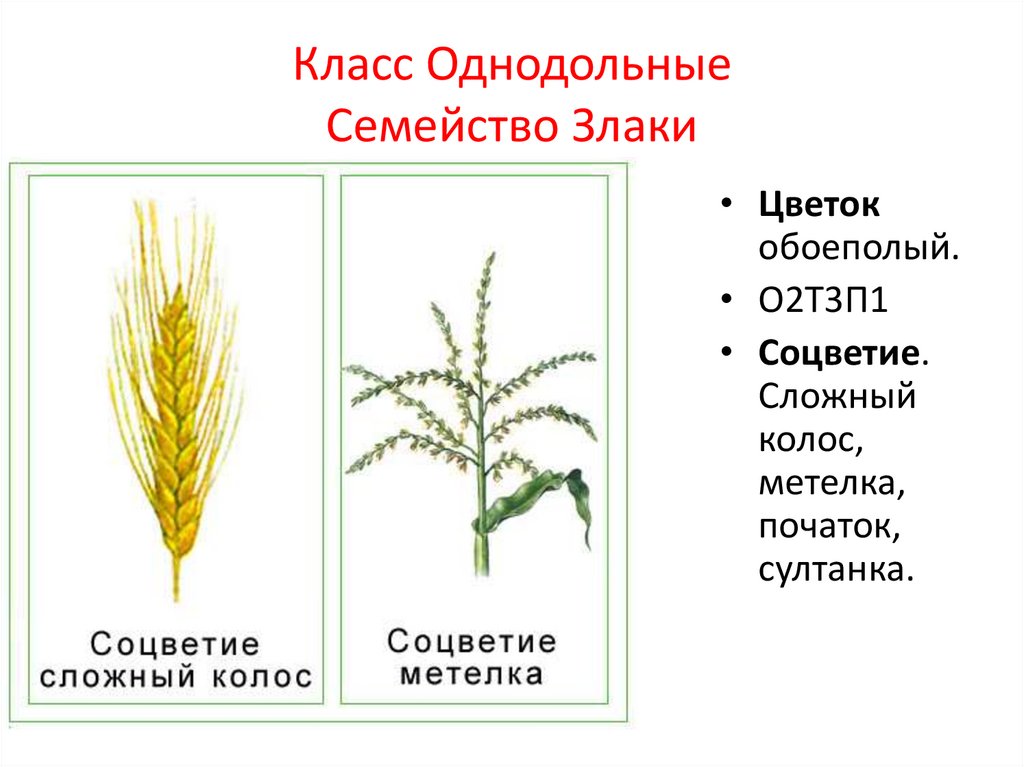 Злаки семейство рисунок